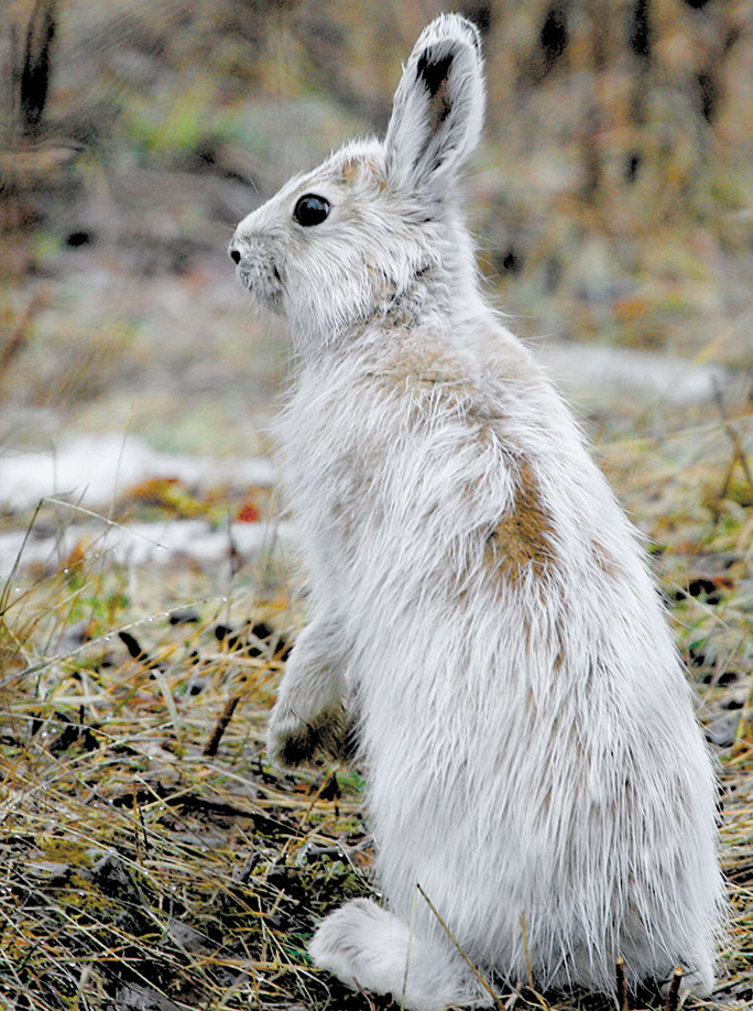 For snowshoe hares, it’s time for a change The Timberjay